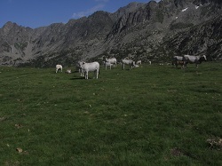 Stádo krav v Andoře